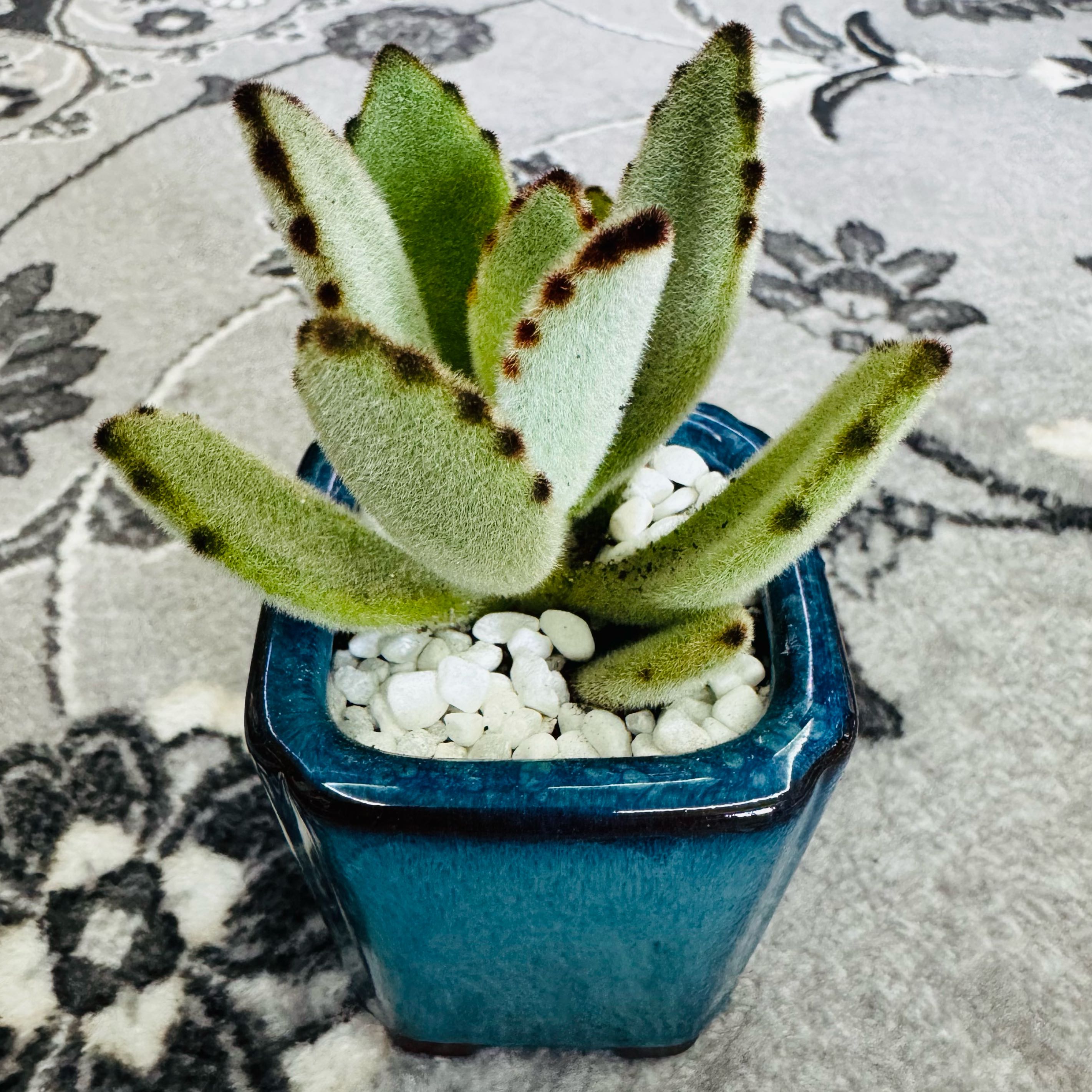 Photo of the plant species Chocolate Soldier by @AquaBloomer79 named Chocolate Soldier on Greg, the plant care app