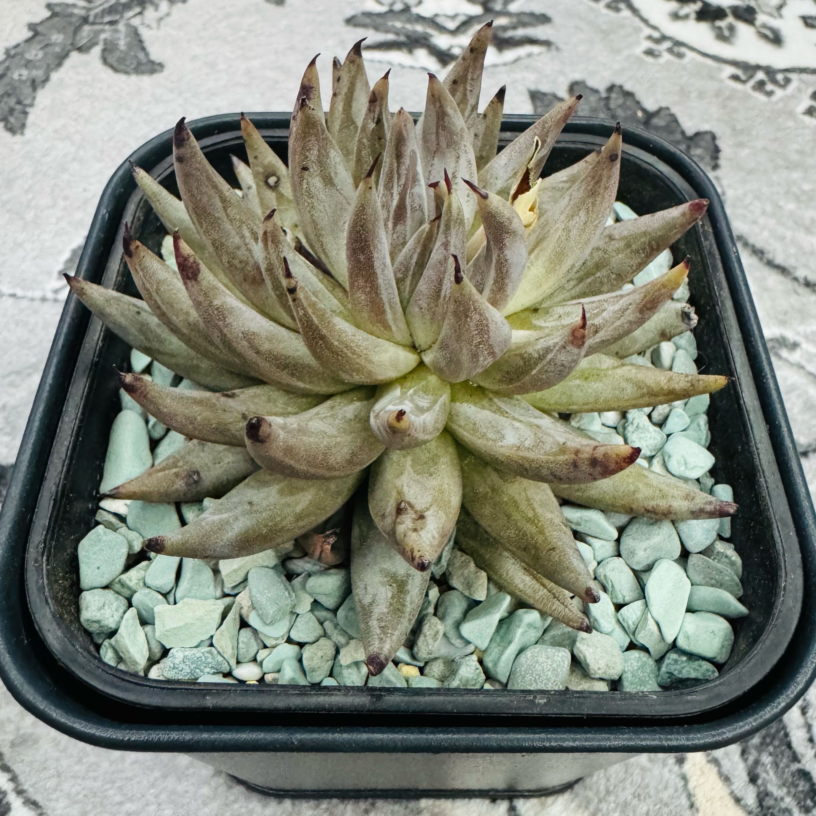 Photo of the plant species Echeveria unguiculata by @AquaBloomer79 named Echeveria Unguiculata on Greg, the plant care app