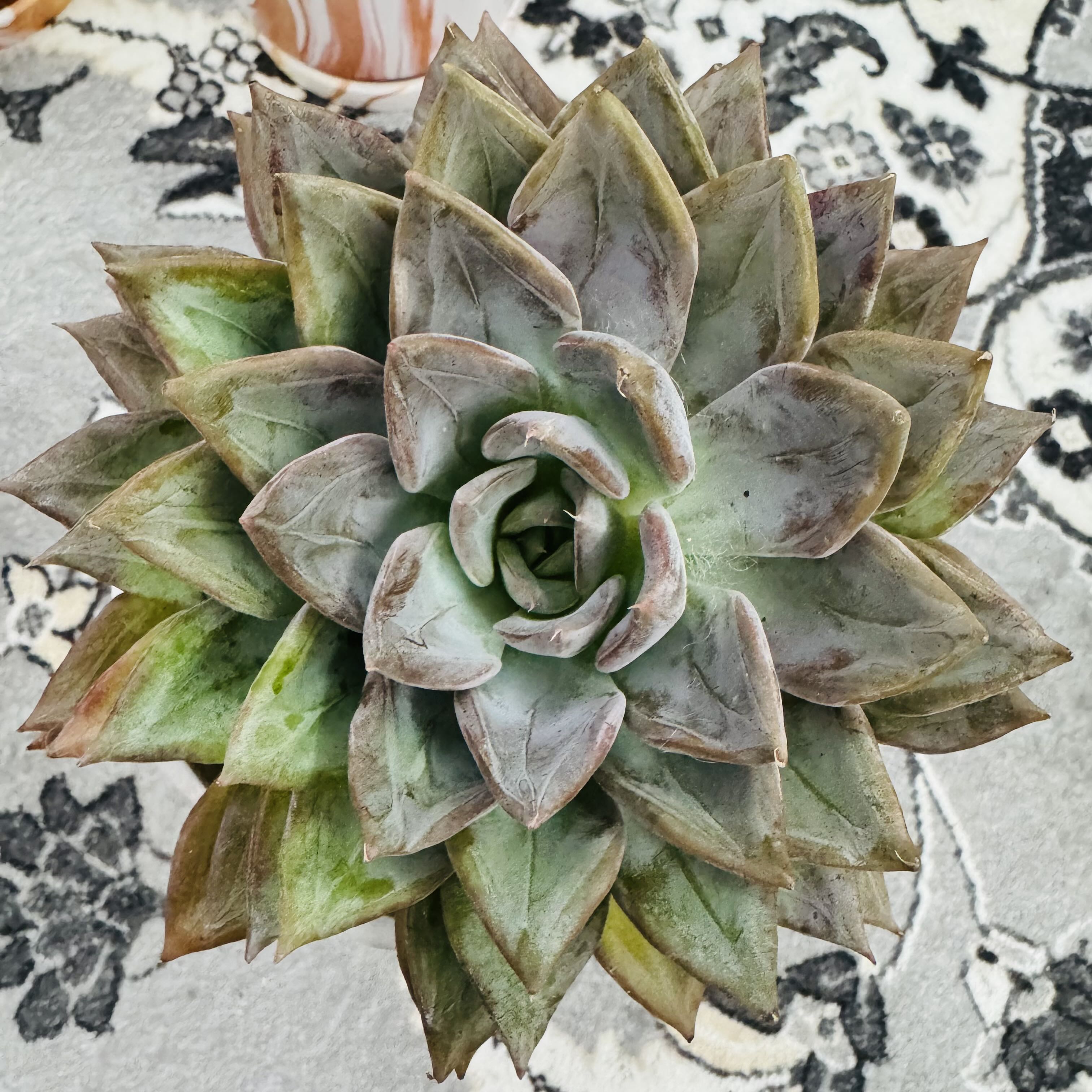 Photo of the plant species Echeveria Silver Queen by @AquaBloomer79 named Echeveria Silver Queen on Greg, the plant care app