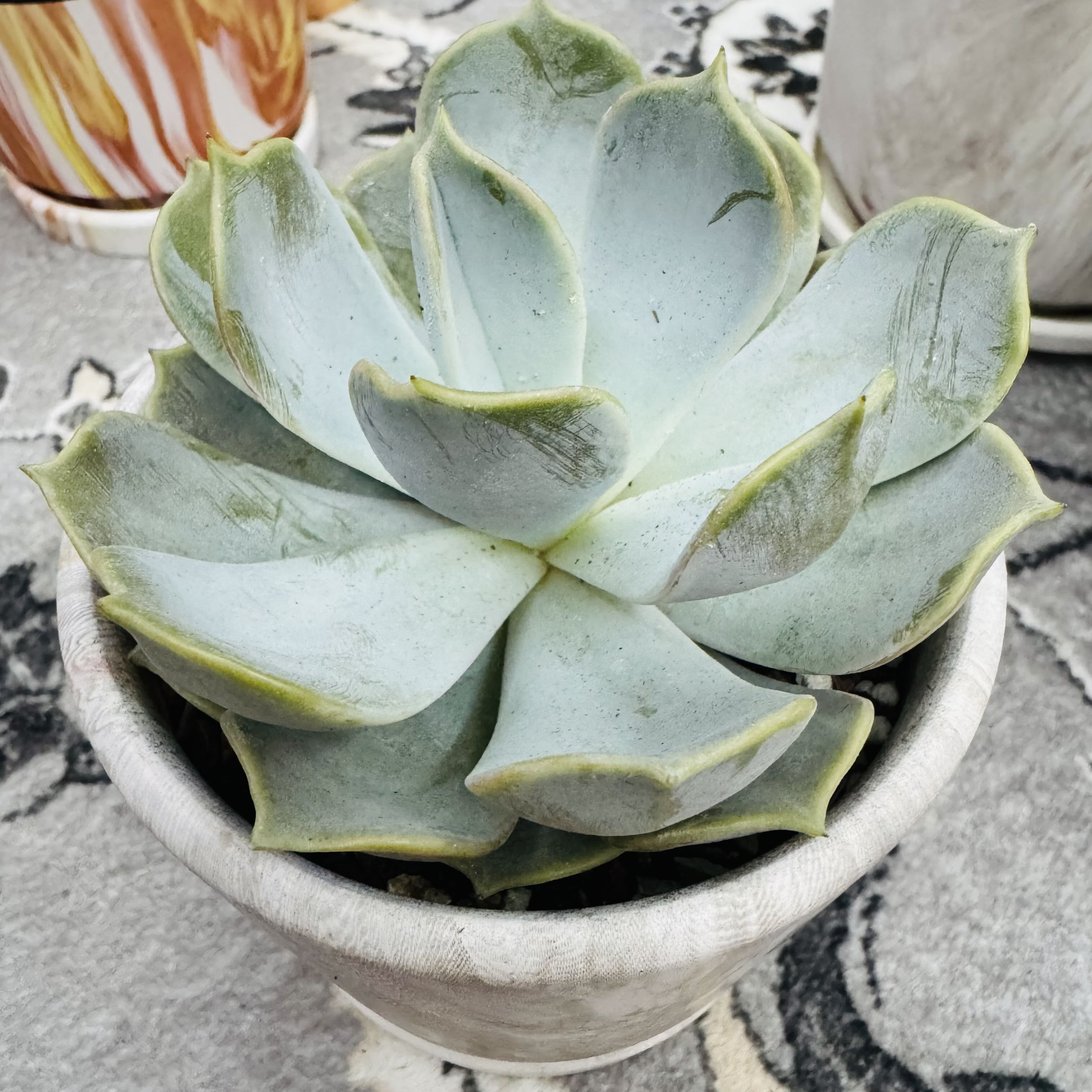Photo of the plant species Ghost Echeveria by @AquaBloomer79 named Echeveria Lilacina on Greg, the plant care app