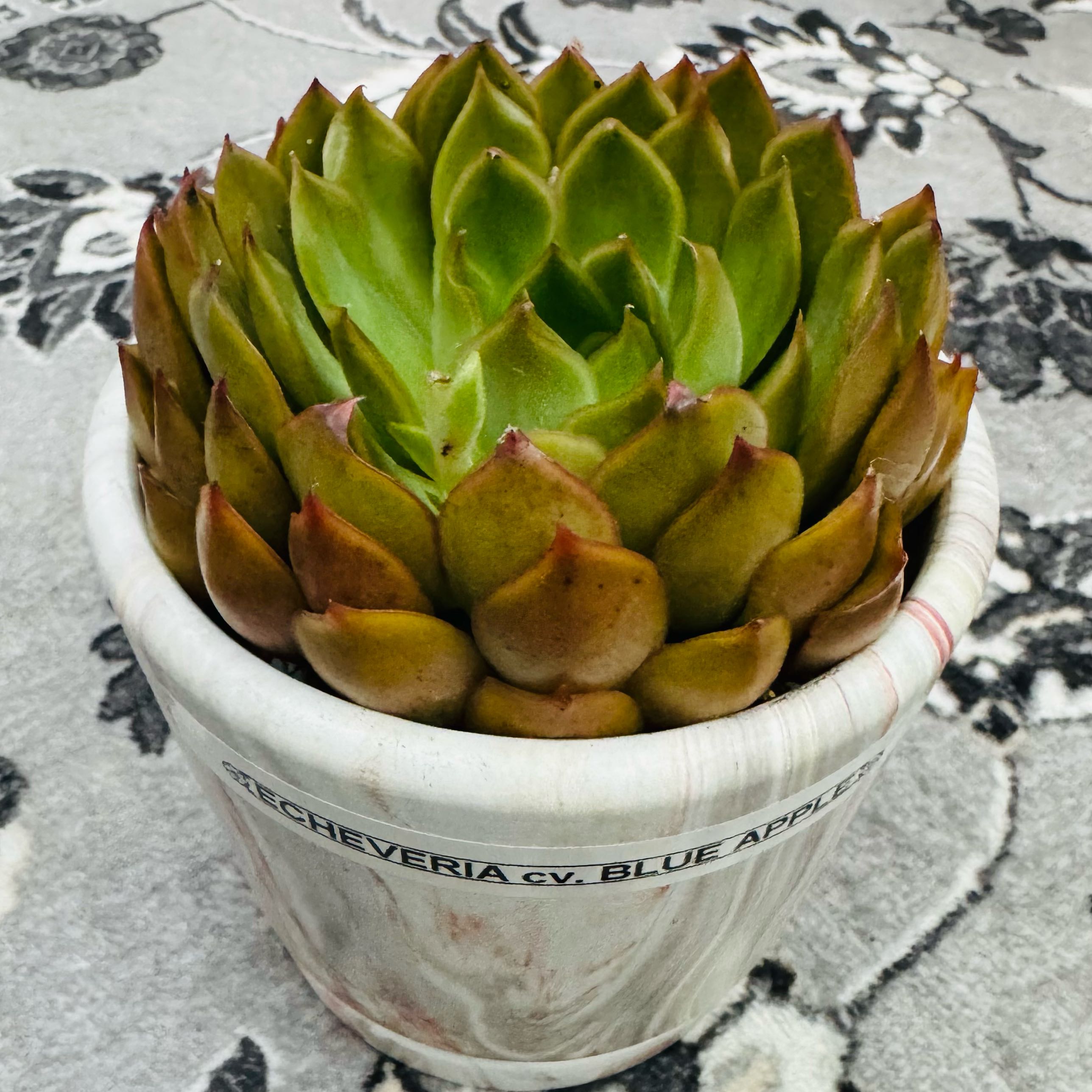 Photo of the plant species Blue Apple by @AquaBloomer79 named Echeveria Blue Apple on Greg, the plant care app