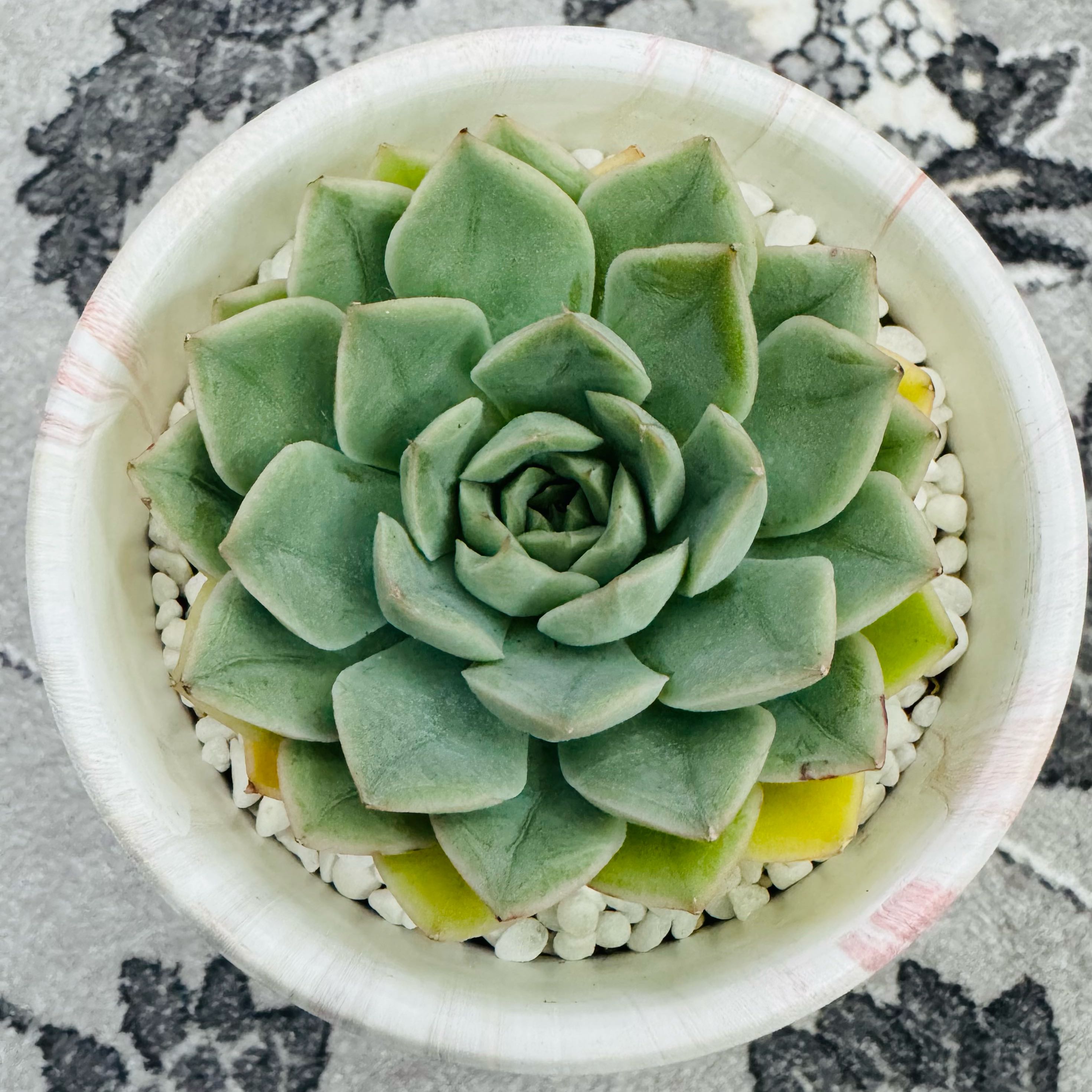 Photo of the plant species Echeveria 'Deresina' by @AquaBloomer79 named Echeveria Deresina on Greg, the plant care app