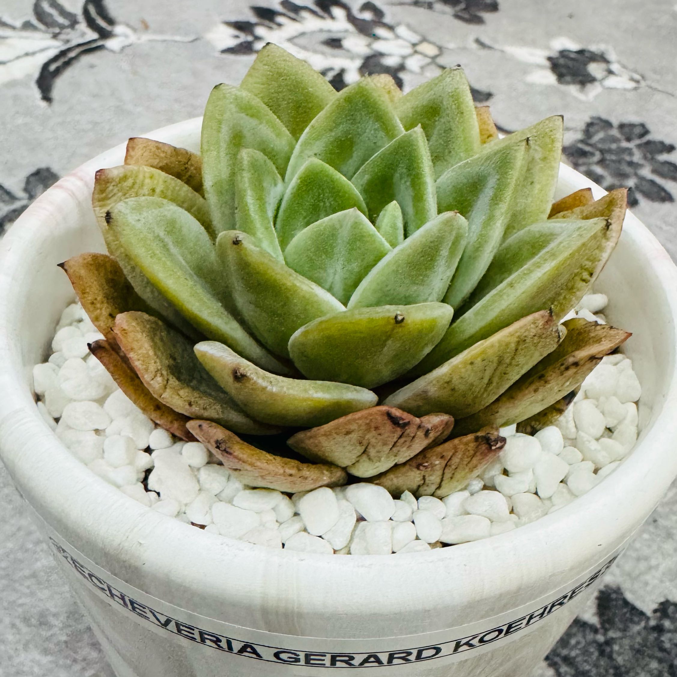 Photo of the plant species German Champagne by @AquaBloomer79 named Echeveria Gérard Koehres on Greg, the plant care app