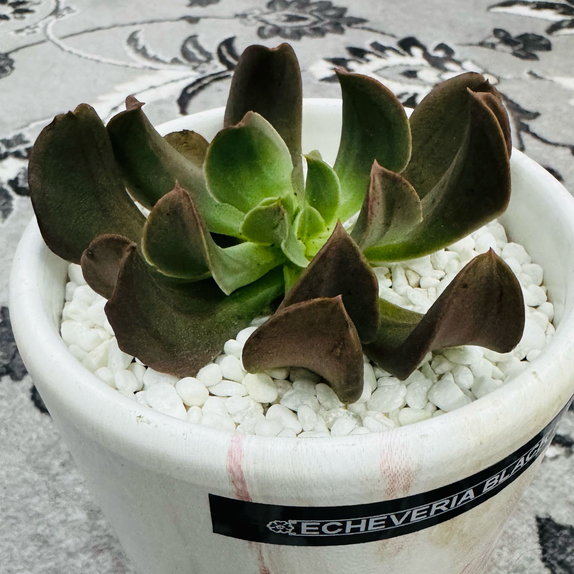 Photo of the plant species Dark Vader Echeveria by @AquaBloomer79 named Echeveria Black Hawk on Greg, the plant care app