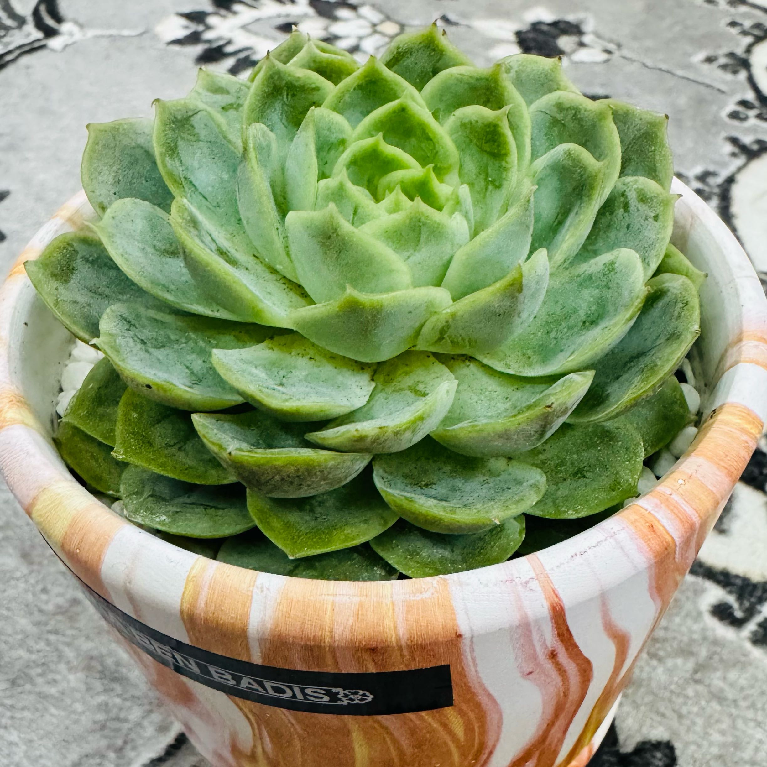 Photo of the plant species Echeveria Ben Badis by @AquaBloomer79 named Echeveria Ben Badis on Greg, the plant care app