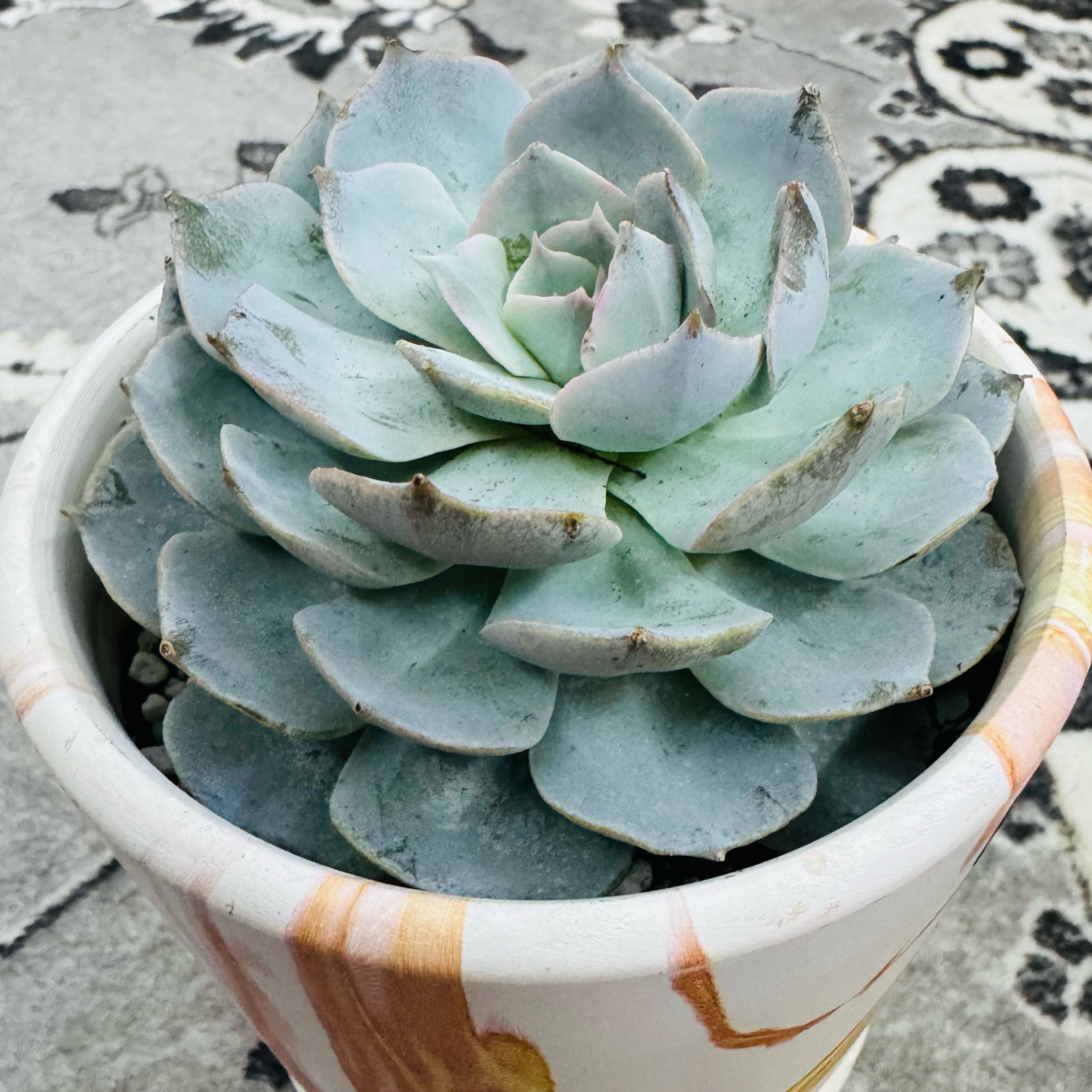 Photo of the plant species Peacock Echeveria by @AquaBloomer79 named Echeveria Peacockii Desmetiana on Greg, the plant care app