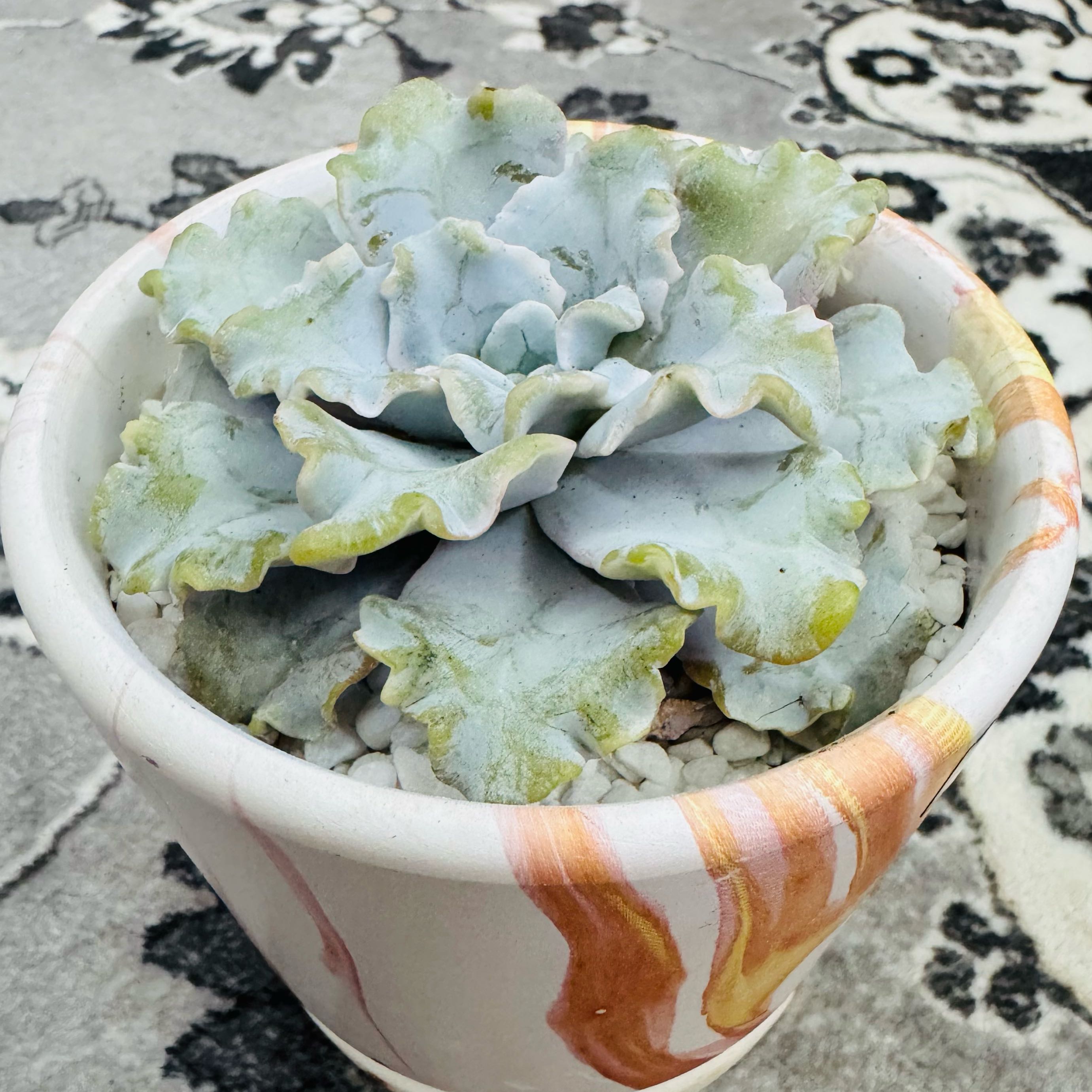 Photo of the plant species Echeveria Crispate Beauty by @AquaBloomer79 named Echeveria Crispate Beauty on Greg, the plant care app
