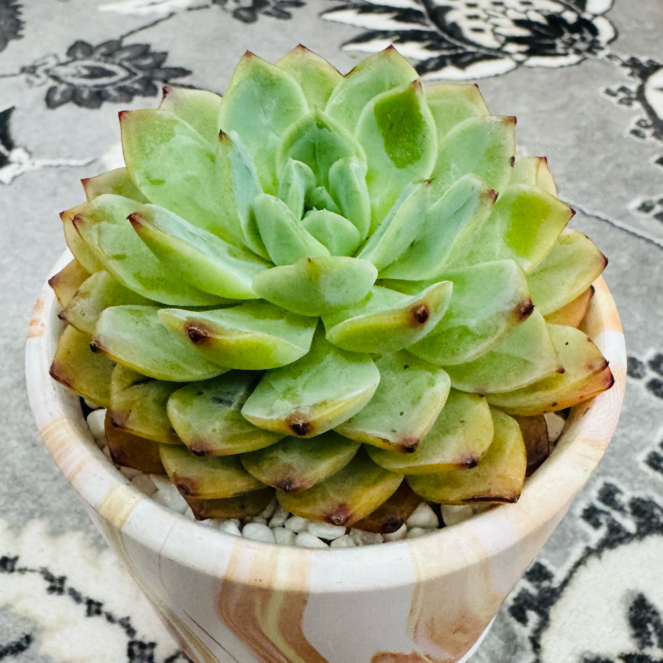 Photo of the plant species Wax Agarve by @AquaBloomer79 named Echeveria Callisto on Greg, the plant care app