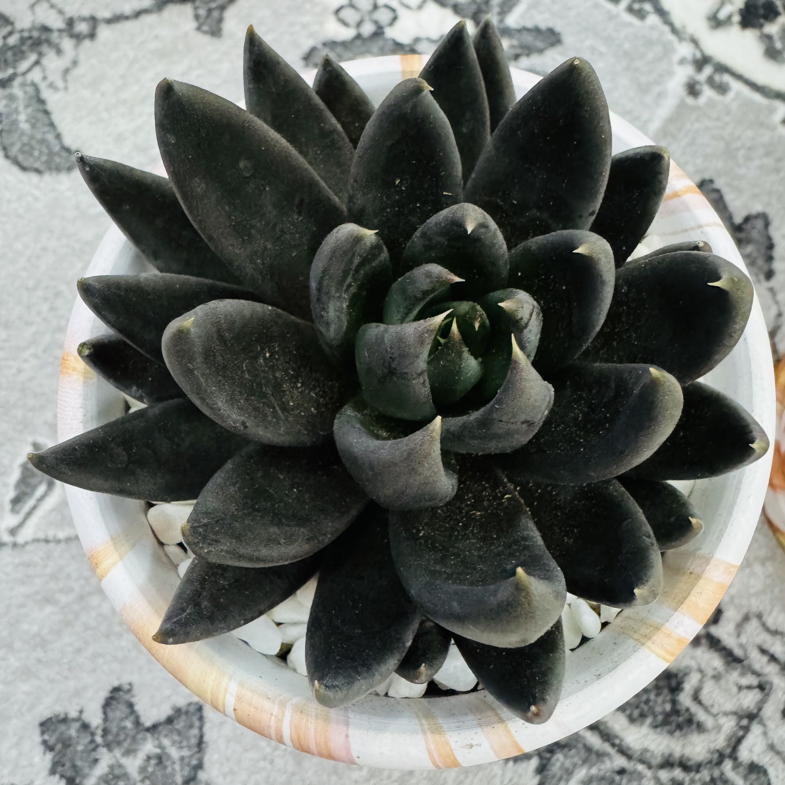 Photo of the plant species Echeveria 'Black Knight' by @AquaBloomer79 named Echeveria Black Knight on Greg, the plant care app