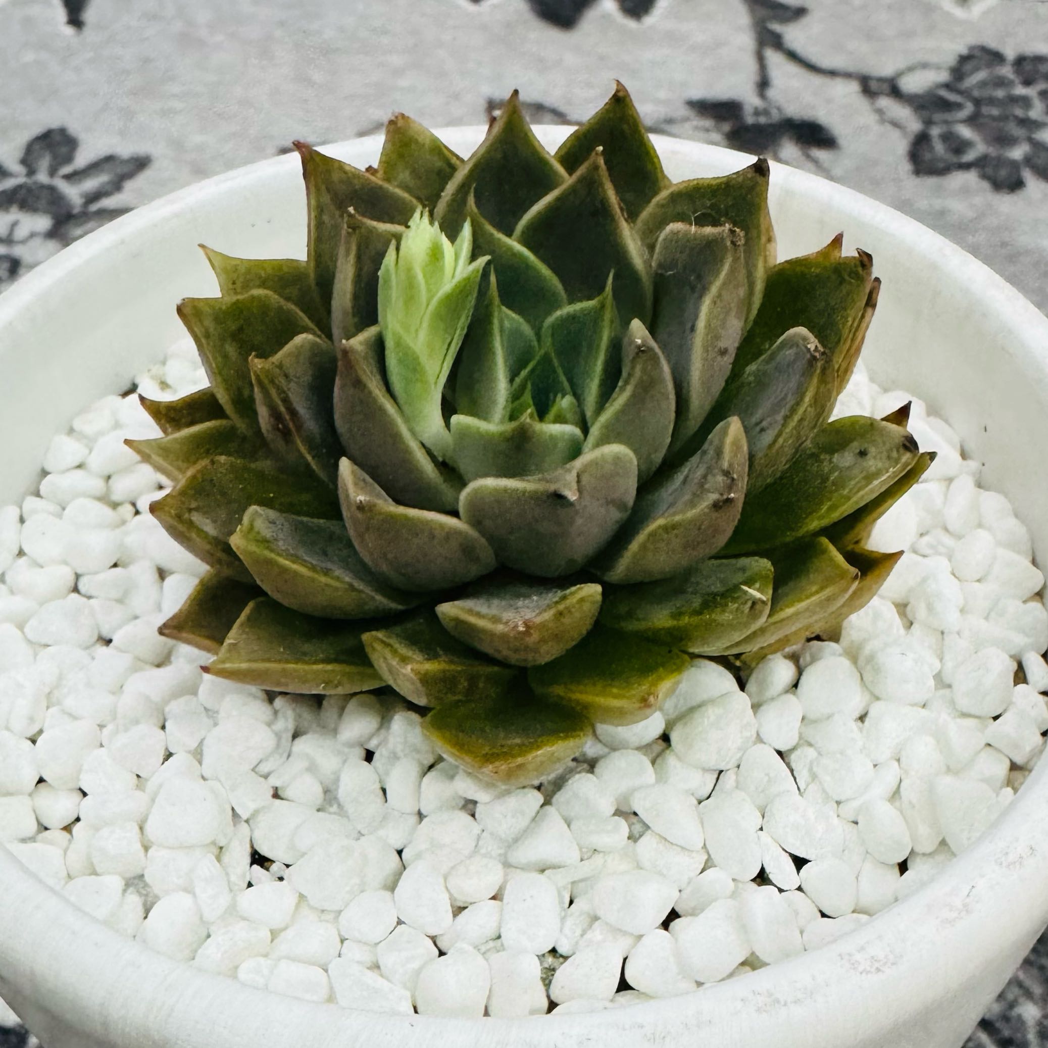Photo of the plant species Echeveria by @AquaBloomer79 named Echeveria Lady Rose (2) on Greg, the plant care app