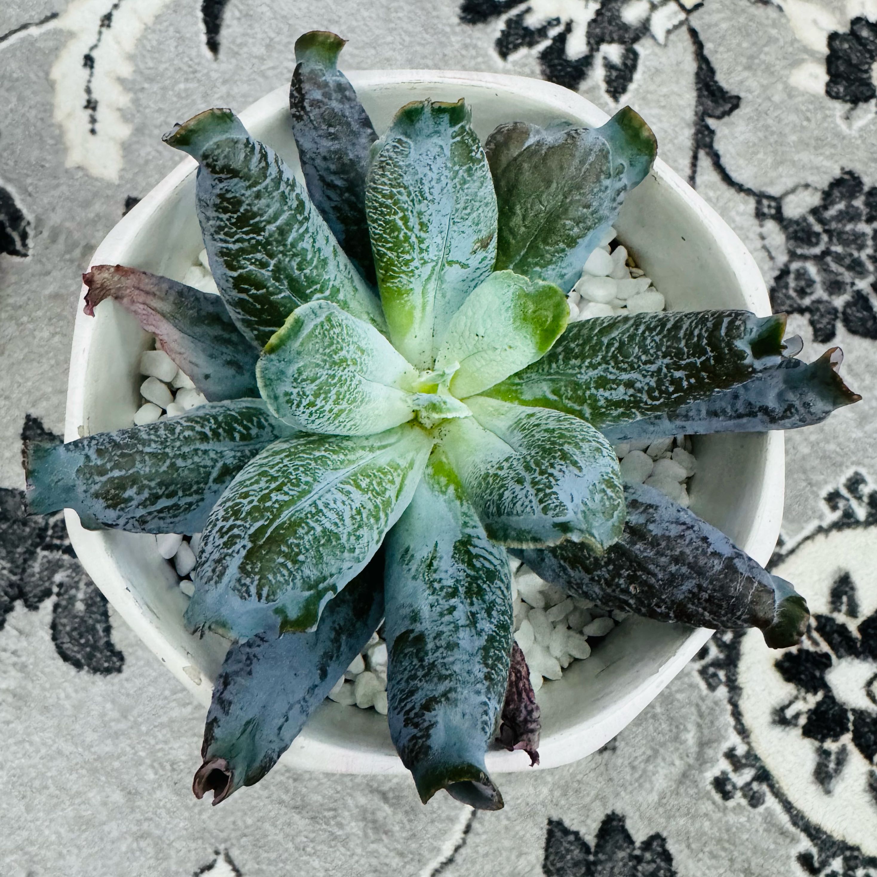 Photo of the plant species Culibra Echeveria by @AquaBloomer79 named Echeveria Culibra on Greg, the plant care app