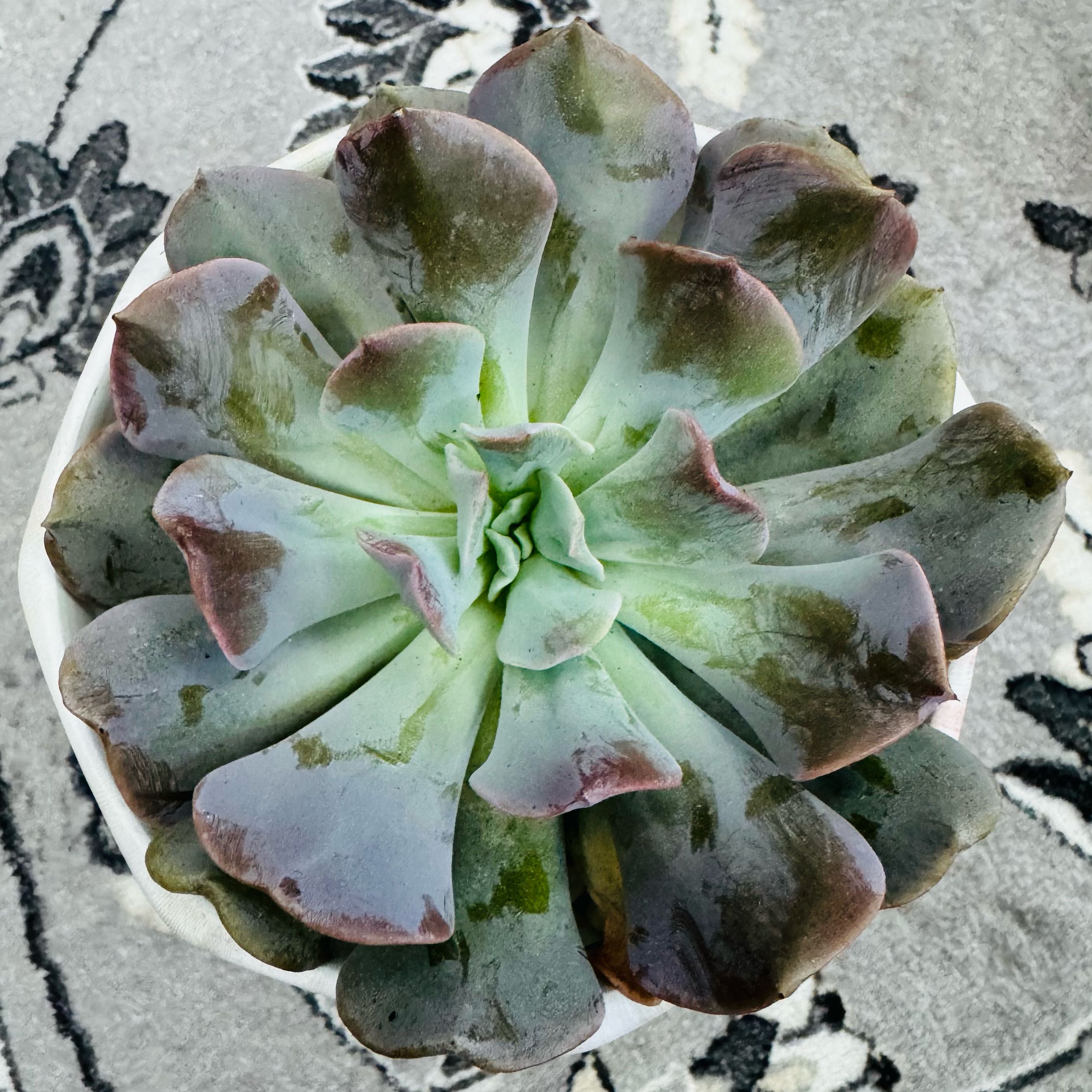 Photo of the plant species Echeveria Pinwheel by @AquaBloomer79 named Echeveria Pinwheel Revolution on Greg, the plant care app