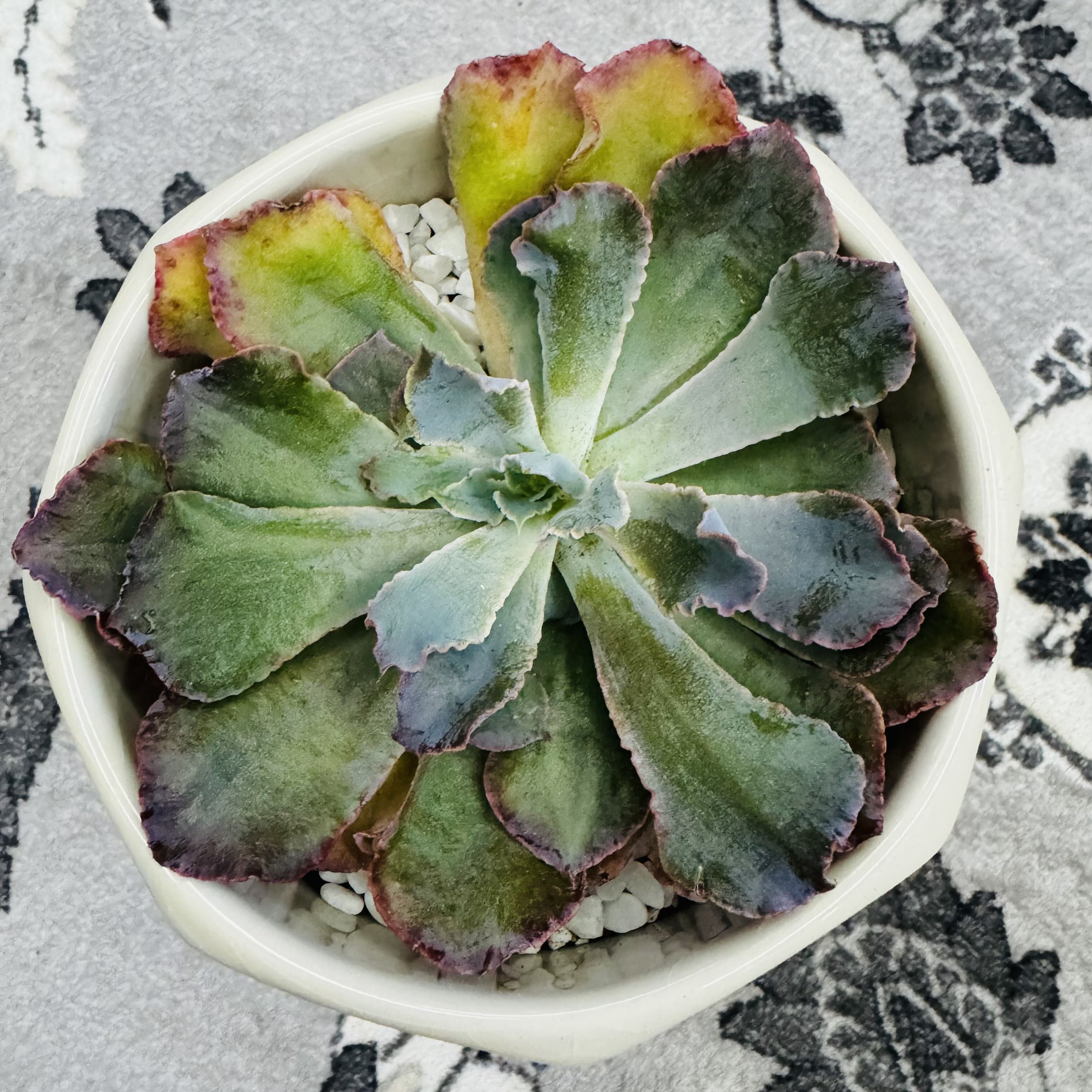 Photo of the plant species Echeveria by @AquaBloomer79 named Echeveria Shaviana Neon Breaker on Greg, the plant care app
