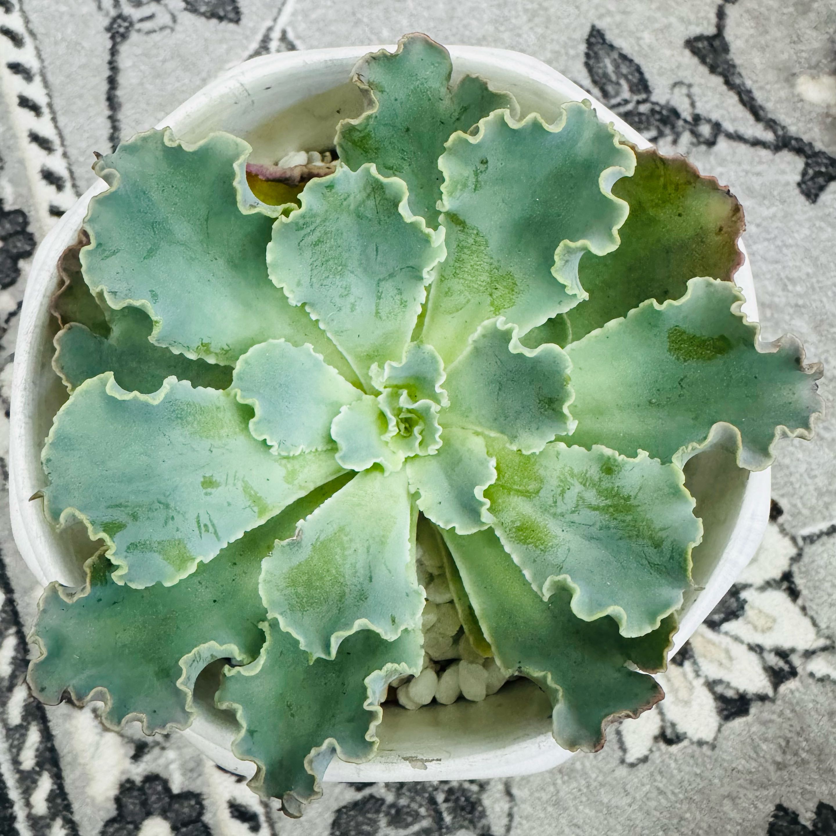Photo of the plant species Blue Waves Echeveria by @AquaBloomer79 named Echeveria Blue Waves on Greg, the plant care app