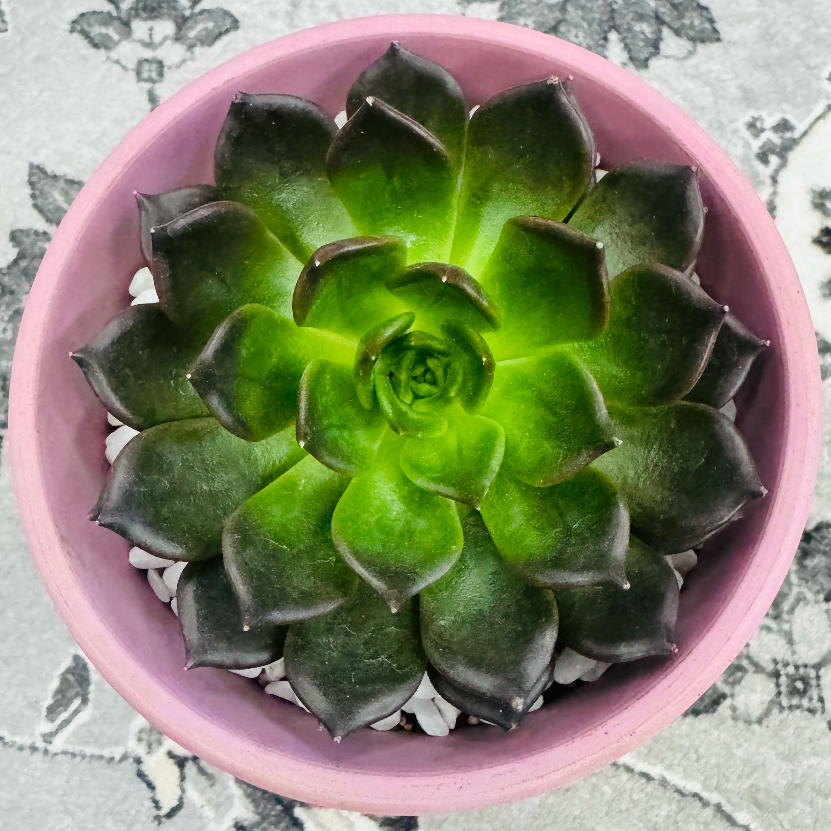 Photo of the plant species Black Prince by @AquaBloomer79 named Echeveria Black Prince on Greg, the plant care app