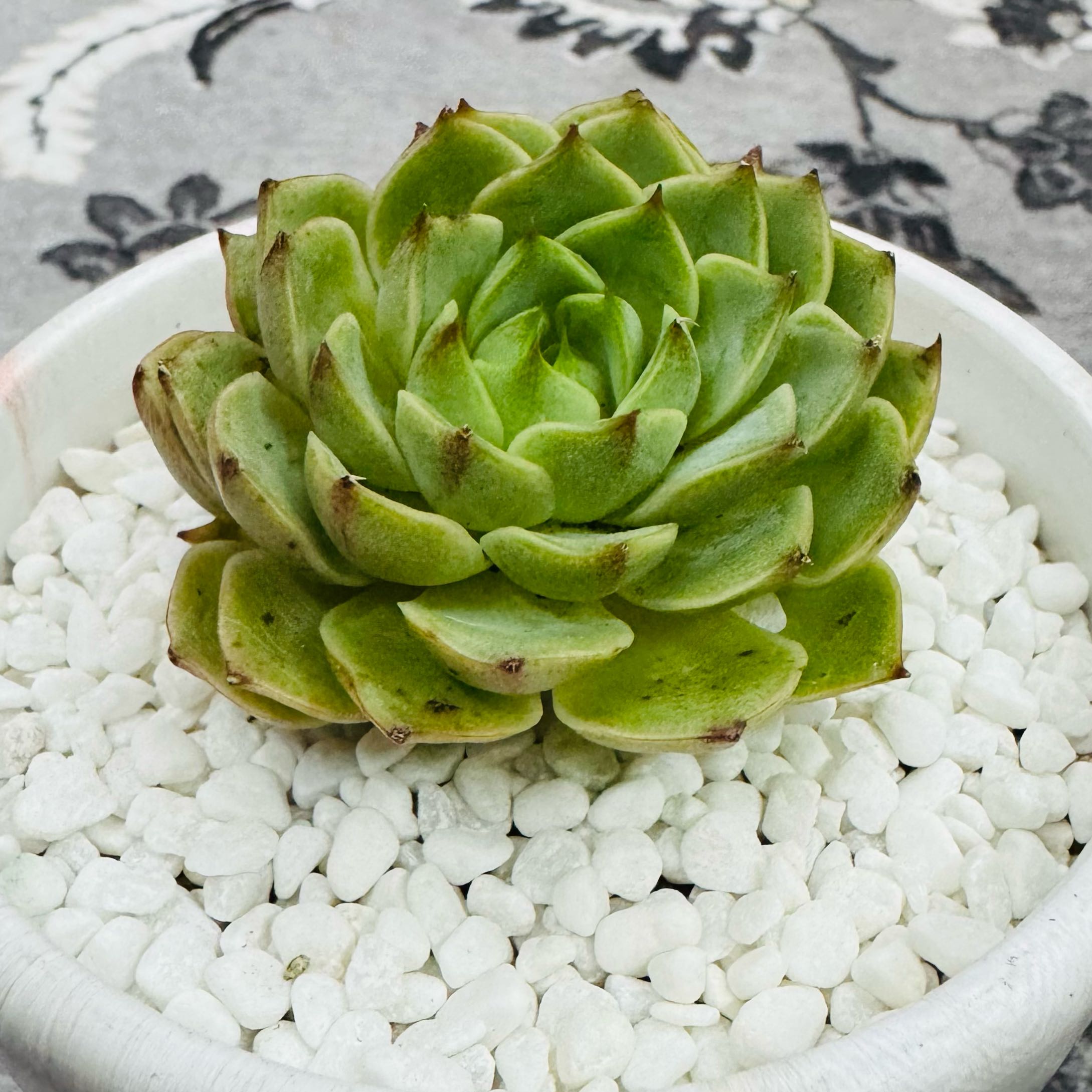 Photo of the plant species Echeveria 'Michella' by @AquaBloomer79 named Echeveria Onslow on Greg, the plant care app