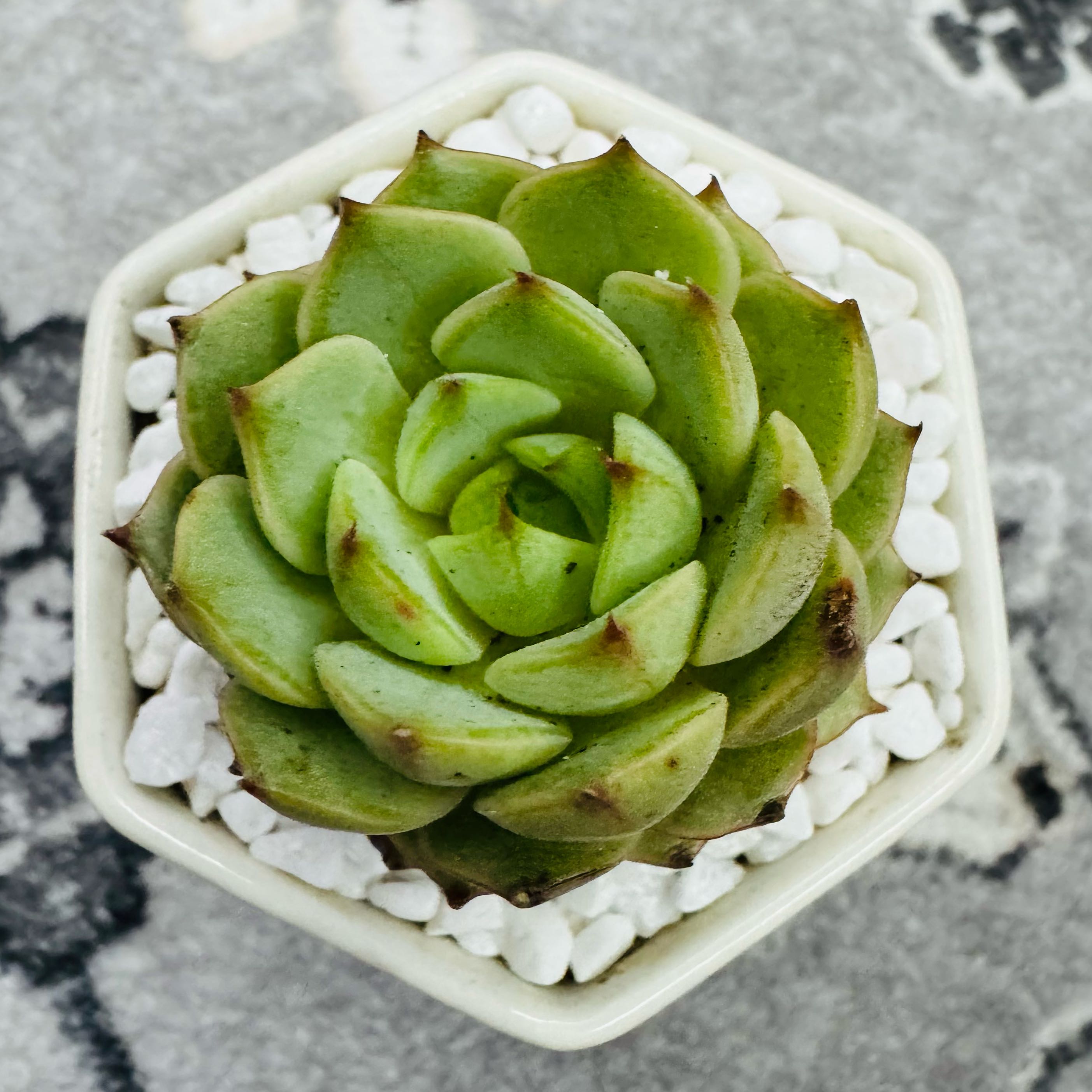 Photo of the plant species Echeveria 'Michella' by @AquaBloomer79 named Echeveria Onslow on Greg, the plant care app