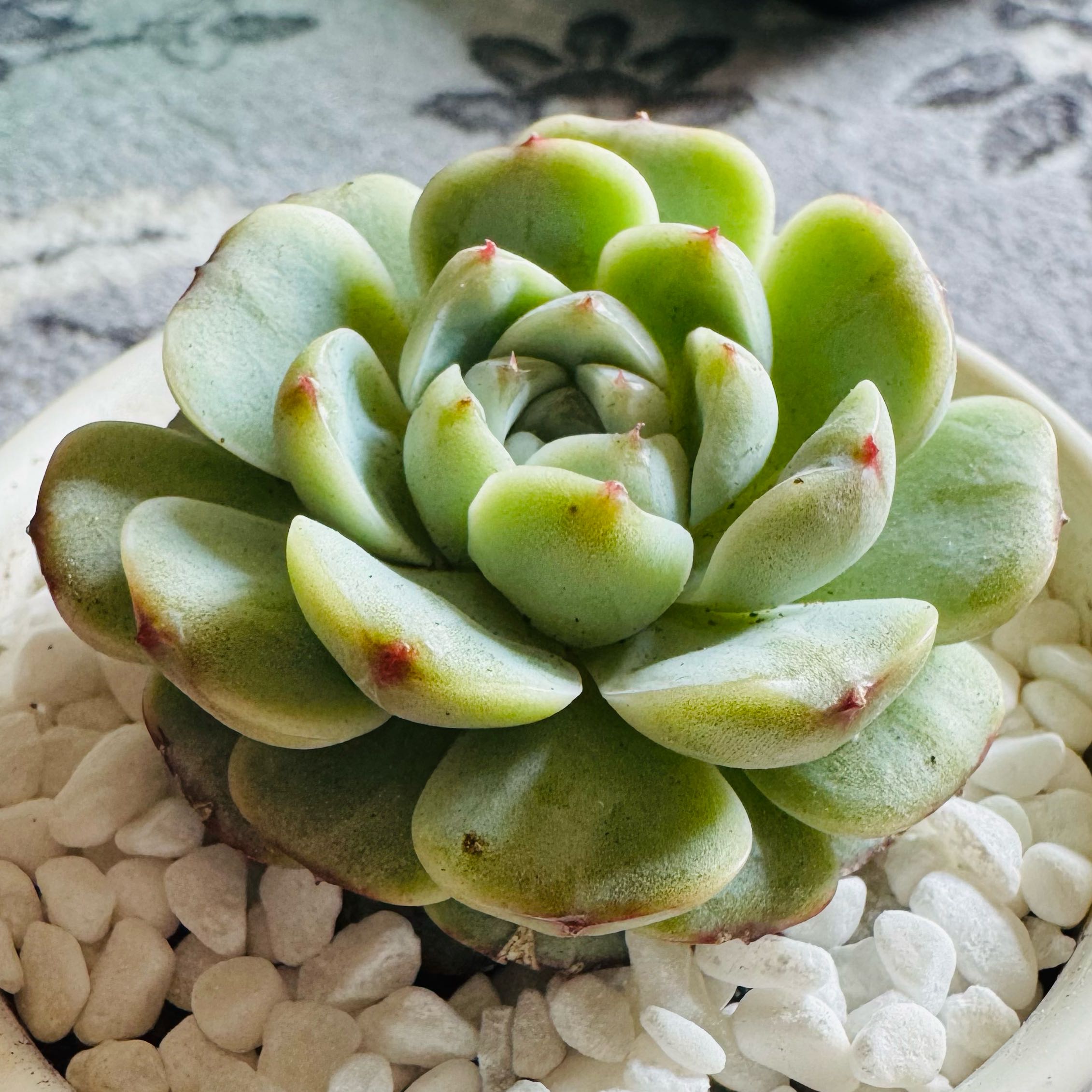 Photo of the plant species echeria red velvet sugar heart by @AquaBloomer79 named Darwin on Greg, the plant care app