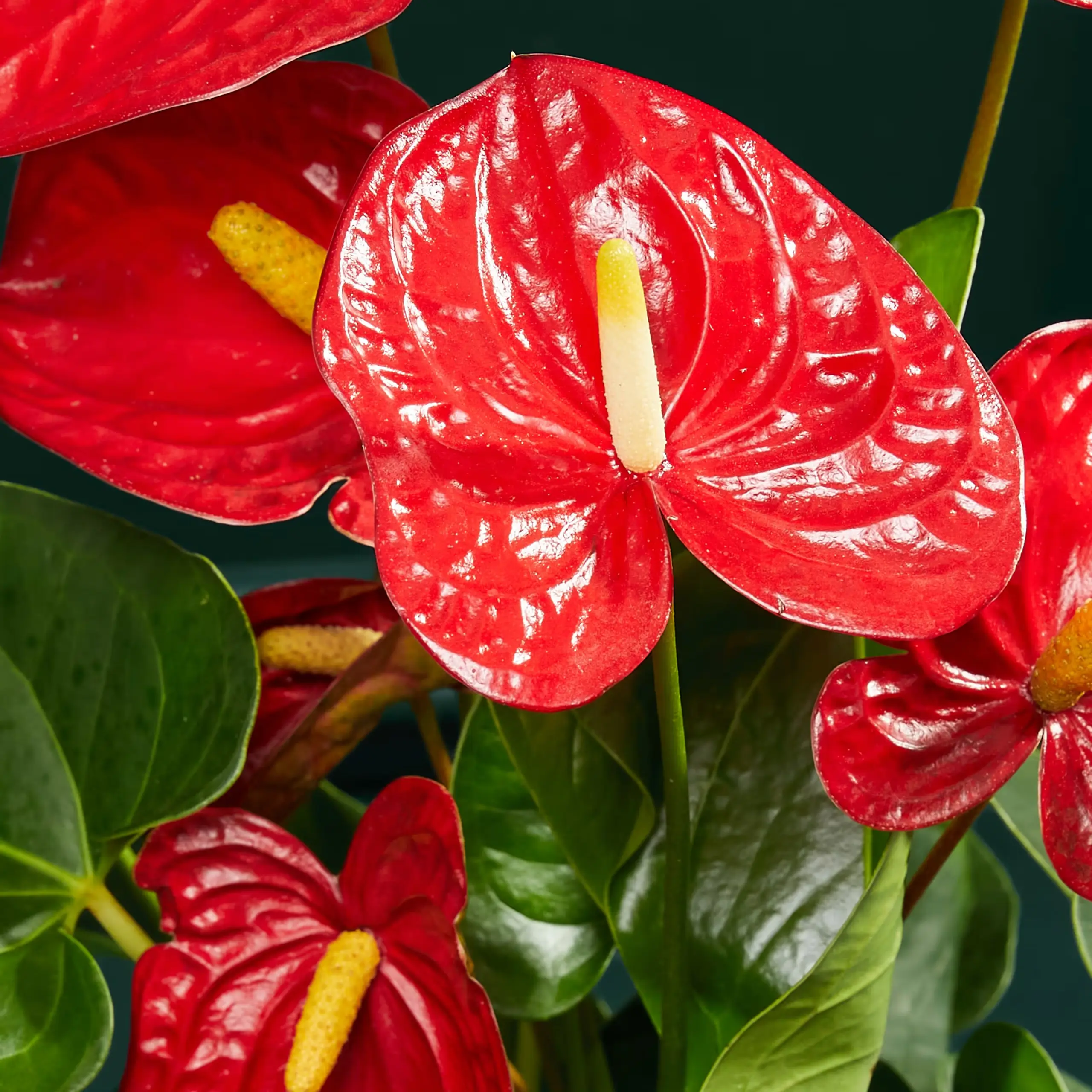 Photo of the plant species Flamingo Lily by @AquaBloomer79 named Red Anthurium on Greg, the plant care app