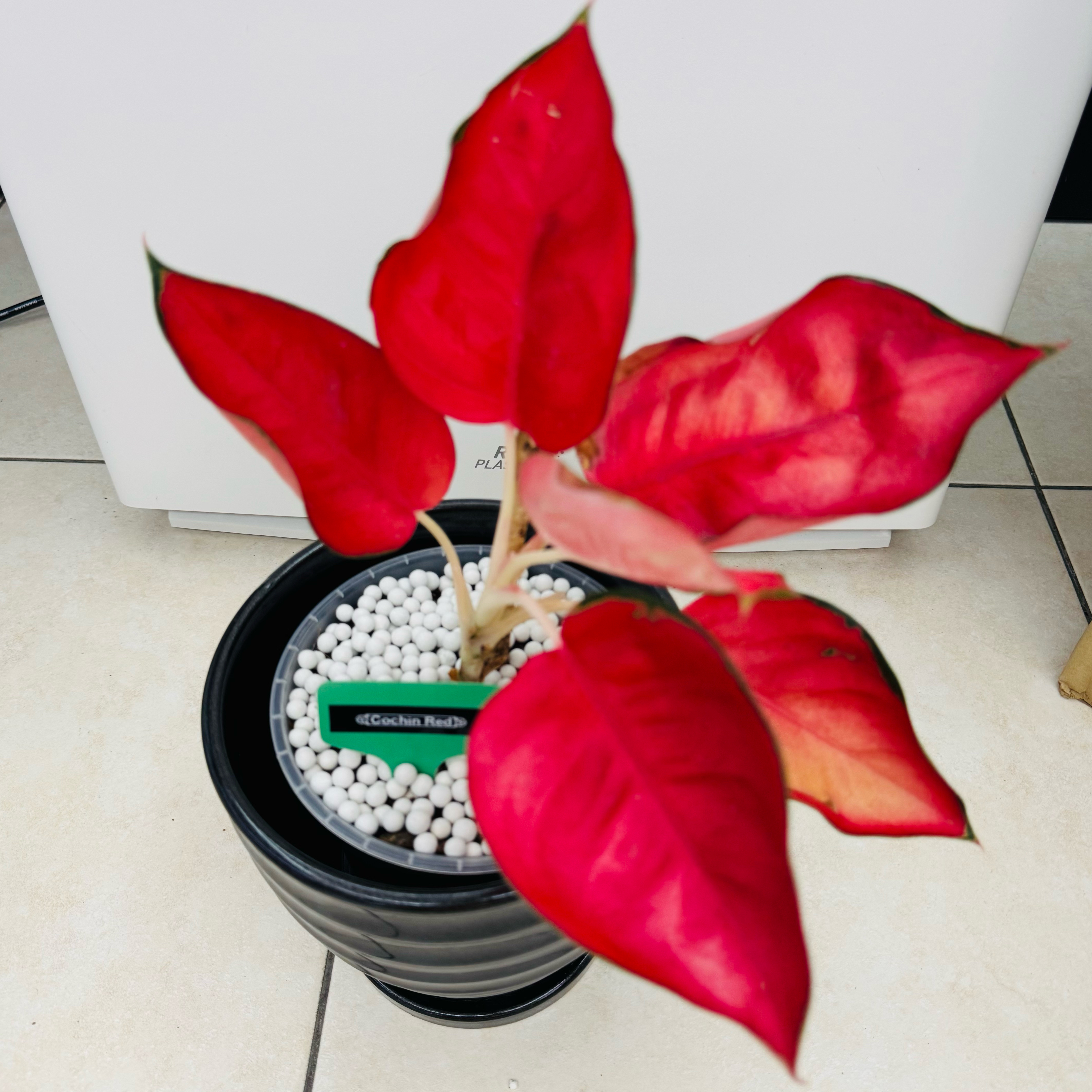 Photo of the plant species Aglaonema cochinchinense by @AquaBloomer79 named Cochin Red on Greg, the plant care app