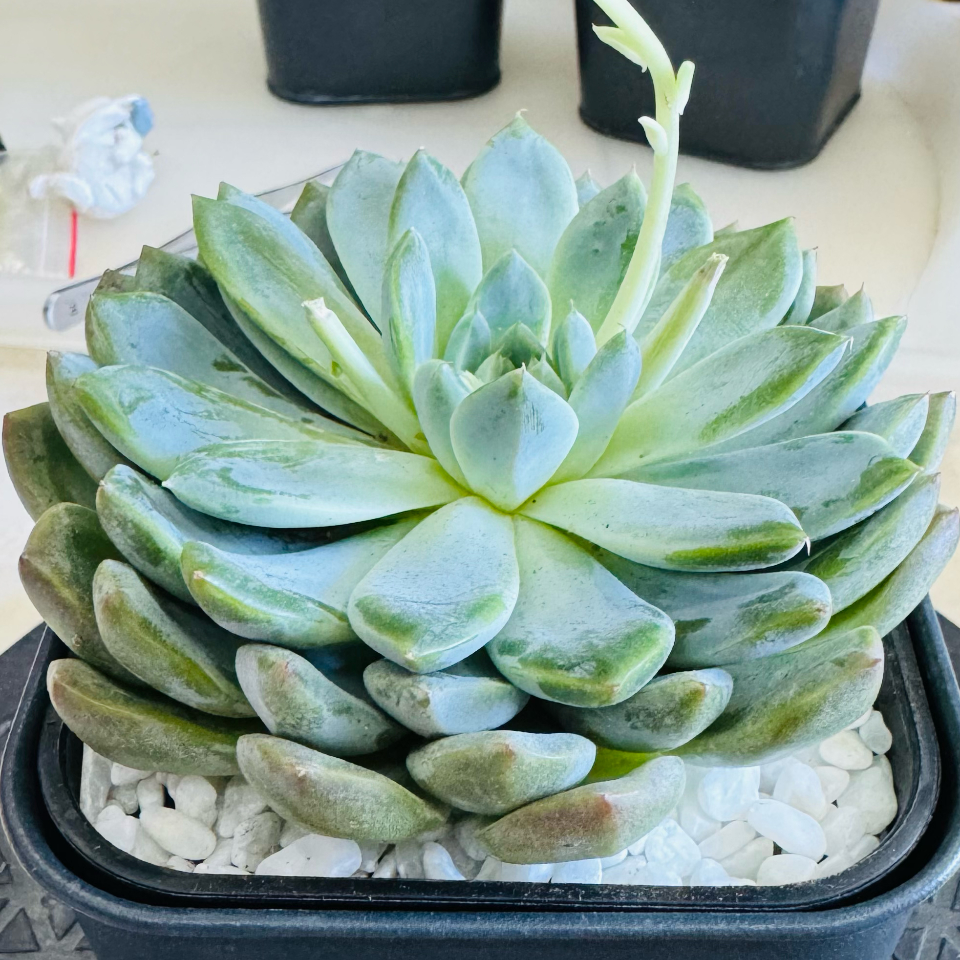 Photo of the plant species Echeveria 'Snow Bunny' by @AquaBloomer79 named Pachyveria Clavata on Greg, the plant care app