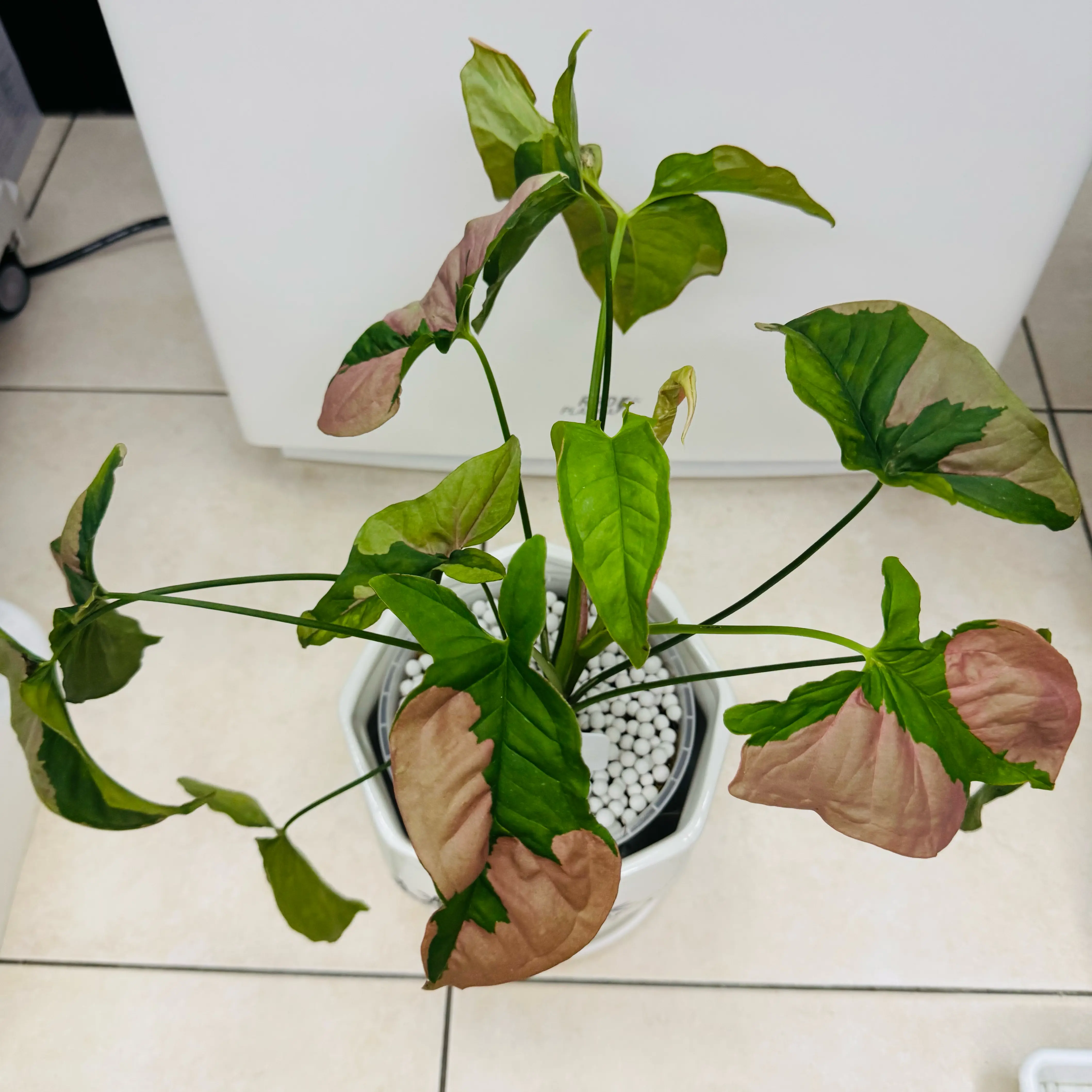 Photo of the plant species Syngonium Pink Lava by @AquaBloomer79 named Pink Lava on Greg, the plant care app