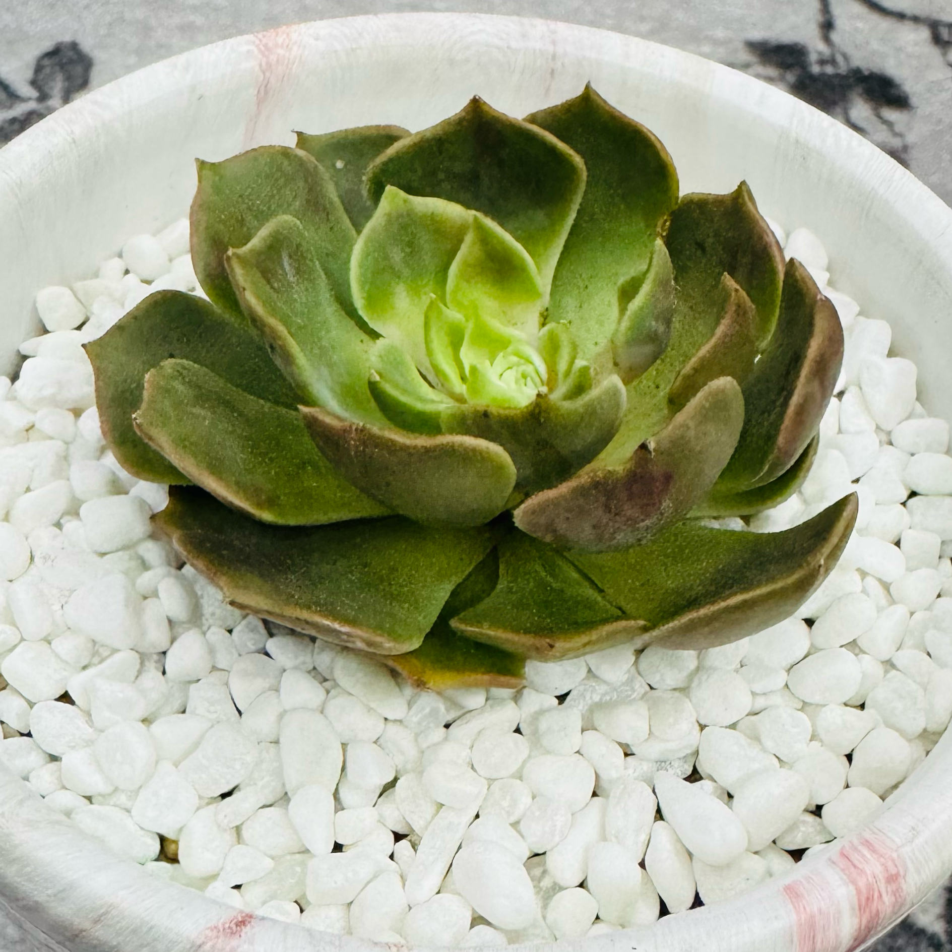 Photo of the plant species Echeveria Brown Rose by @AquaBloomer79 named Echeveria Brown Rose on Greg, the plant care app