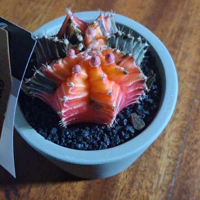Photo of the plant species Strawberry Cactus by @ModelCorn96 named Molly on Greg, the plant care app
