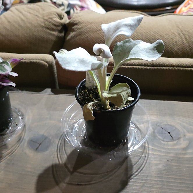 Photo of the plant species Angel Wings Senecio by @FabTexasash37 named Sir Plancelot on Greg, the plant care app
