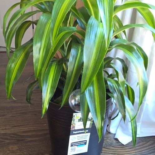 Photo of the plant species Dracaena 'Hawaiian Sunshine' by @KookyPansy20 named Nemo on Greg, the plant care app