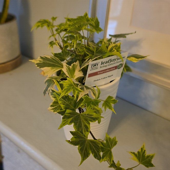 Photo of the plant species Yellow Ripple Ivy by @SilkyChia26 named Anne on Greg, the plant care app