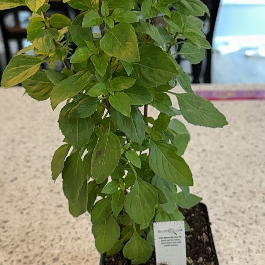 Photo of the plant species Greek Columnar Basil by @FunCherryred37 named Walt on Greg, the plant care app
