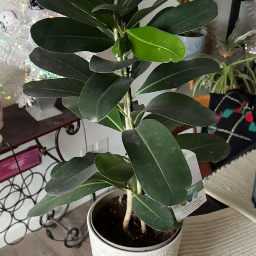 Photo of the plant species Ficus Microcarpa by @Jamiewll1 named Gobi on Greg, the plant care app