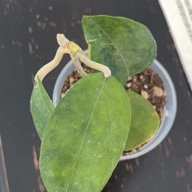 Photo of the plant species Hoya patcharawalai023 by @Jamiewll1 named Aristotle on Greg, the plant care app