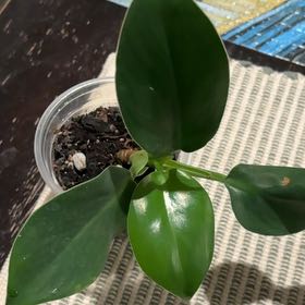 Photo of the plant species Philodendron Princess by @Jamiewll1 named Ulysses S Plant on Greg, the plant care app