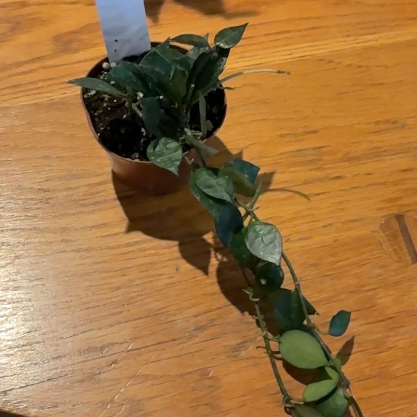 Photo of the plant species Hoya krohniana black by @Jamiewll1 named Nithin on Greg, the plant care app