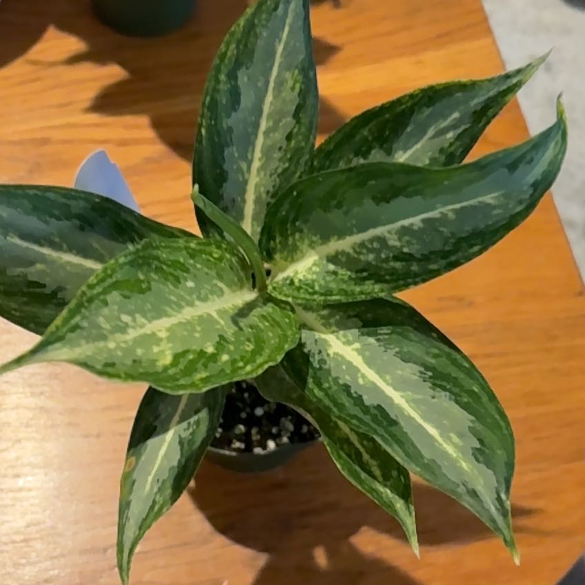 Photo of the plant species White Rain Chinese Evergreen by @Jamiewll1 named Plato on Greg, the plant care app