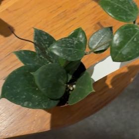 Photo of the plant species Hoya parasitica by @Jamiewll1 named Demi on Greg, the plant care app