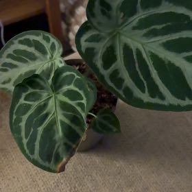 Photo of the plant species Anthurium Dorayaki by @Jamiewll1 named Doja Cat on Greg, the plant care app