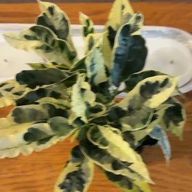 Photo of the plant species Croton Tamara by @Jamiewll1 named Achilles on Greg, the plant care app