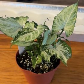 Photo of the plant species Syngonium 'Randy' by @Jamiewll1 named Treeyoncé on Greg, the plant care app