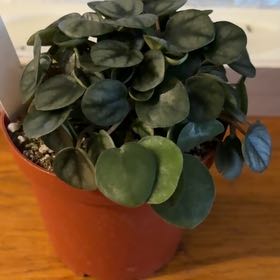 Photo of the plant species Peperomia Little Tuscany by @Jamiewll1 named Maya on Greg, the plant care app