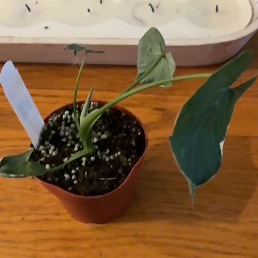 Photo of the plant species Mickey Mouse Alocasia by @Jamiewll1 named Harmony on Greg, the plant care app