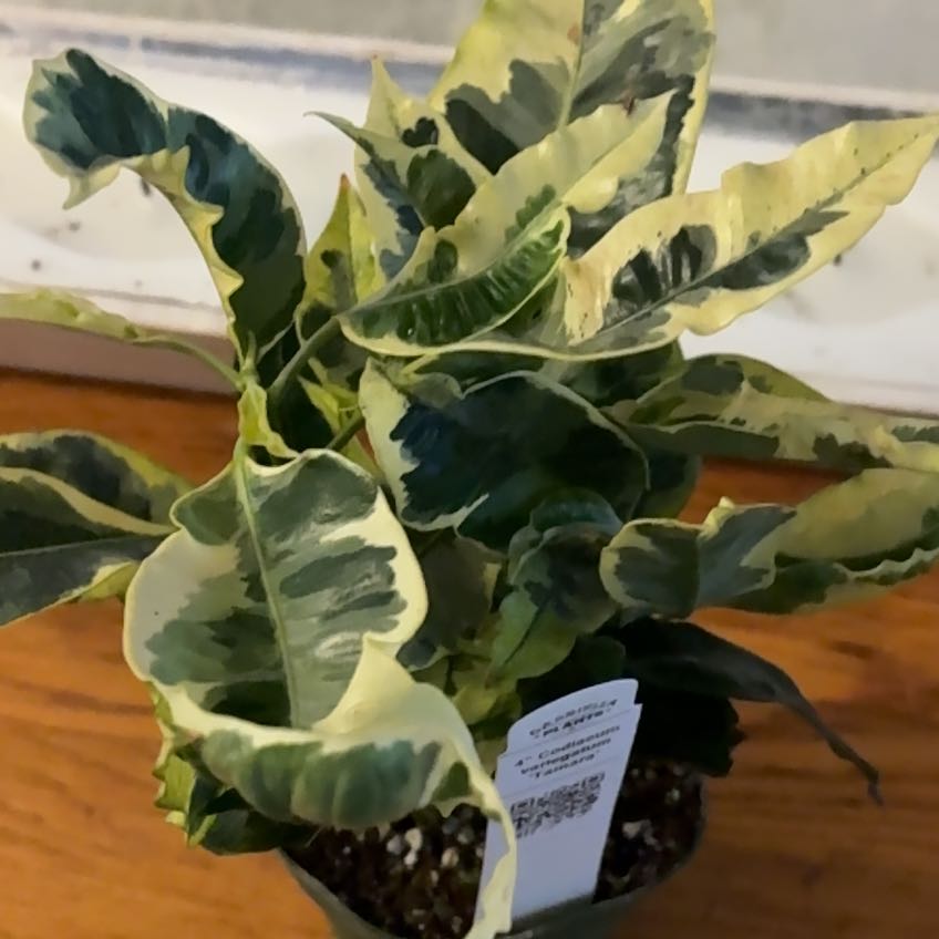 Photo of the plant species Croton Tamara by @Jamiewll1 named Robert Plant on Greg, the plant care app