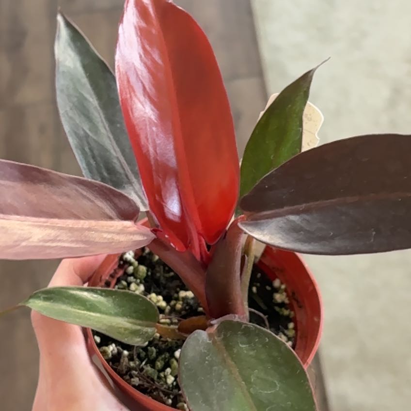 Photo of the plant species Philodendron Prince of Red by @Jamiewll1 named Clooney on Greg, the plant care app