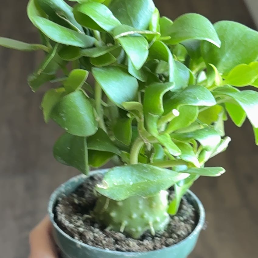 Photo of the plant species Ant plant by @Jamiewll1 named Kobe on Greg, the plant care app