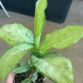 Photo of the plant species Dieffenbachia Snow by @Jamiewll1 named Lola on Greg, the plant care app