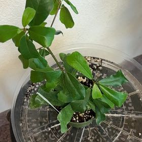 Photo of the plant species Ficus lingua by @Jamiewll1 named Walt on Greg, the plant care app