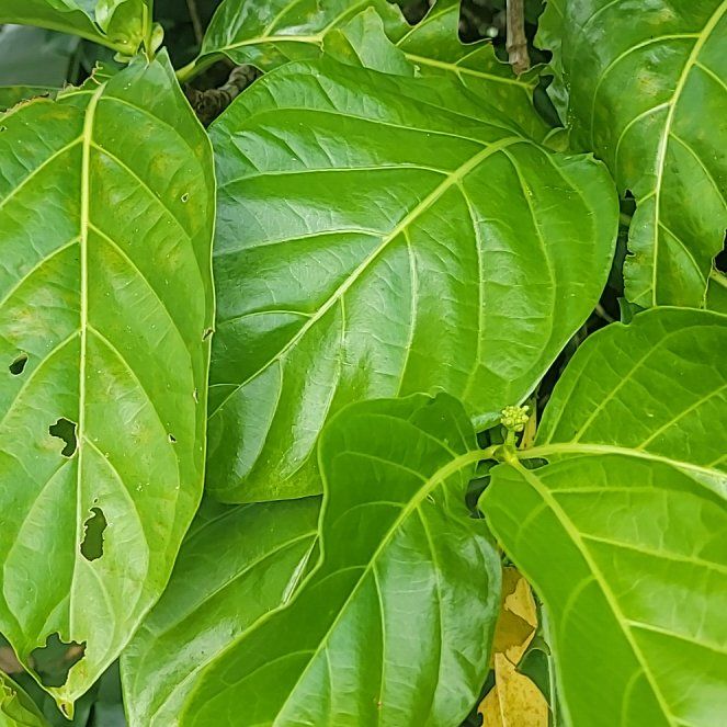 Photo of the plant species Indian Mulberry by @BetterAnacua61 named Nemo on Greg, the plant care app