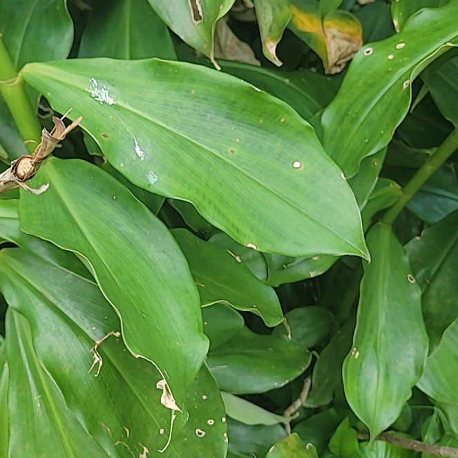 Photo of the plant species Scarlet Spiral-Ginger by @BetterAnacua61 named Zion on Greg, the plant care app